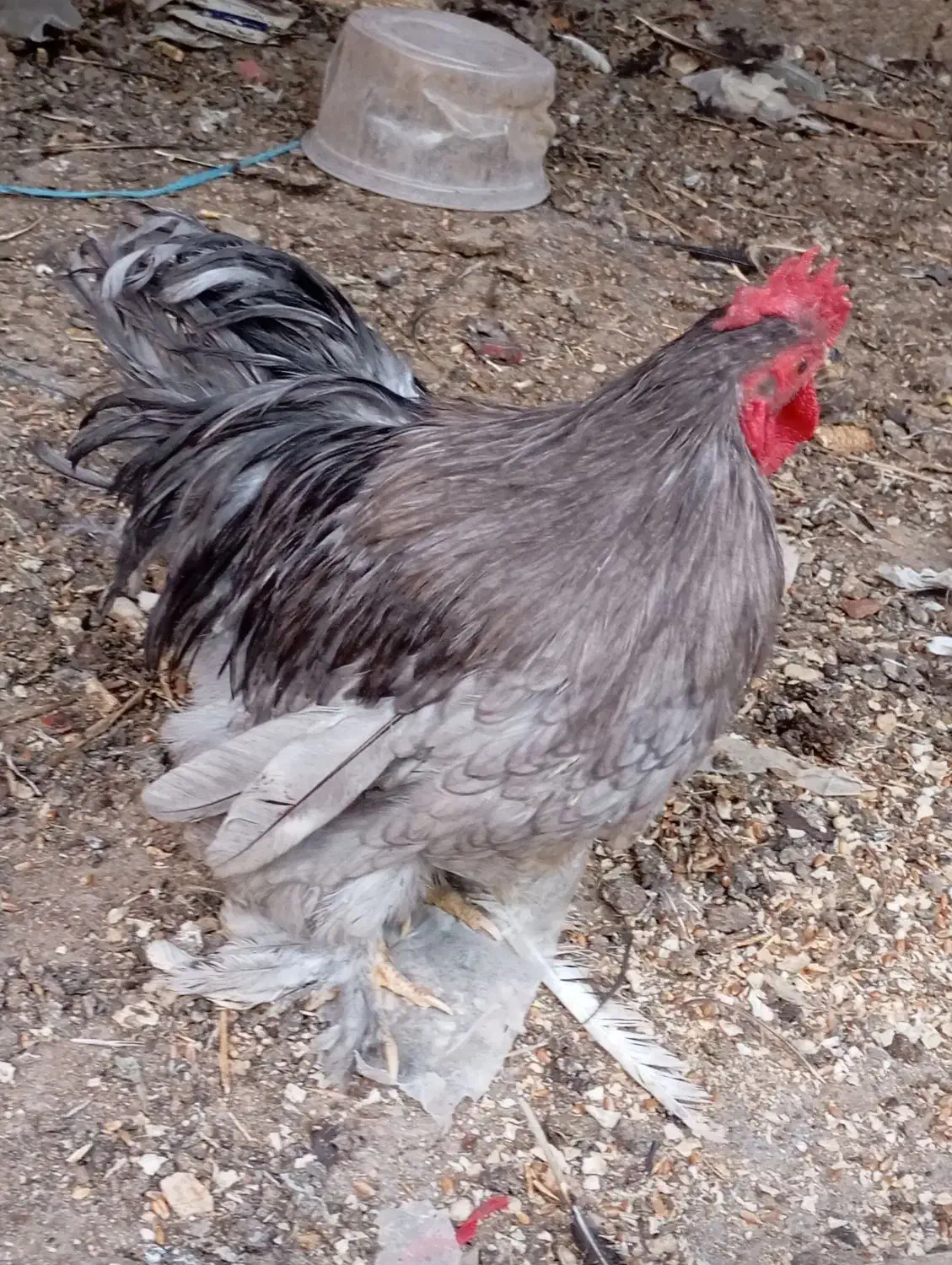 مرغ و خروس کوشین|حیوانات مزرعه|کازرون, |دیوار