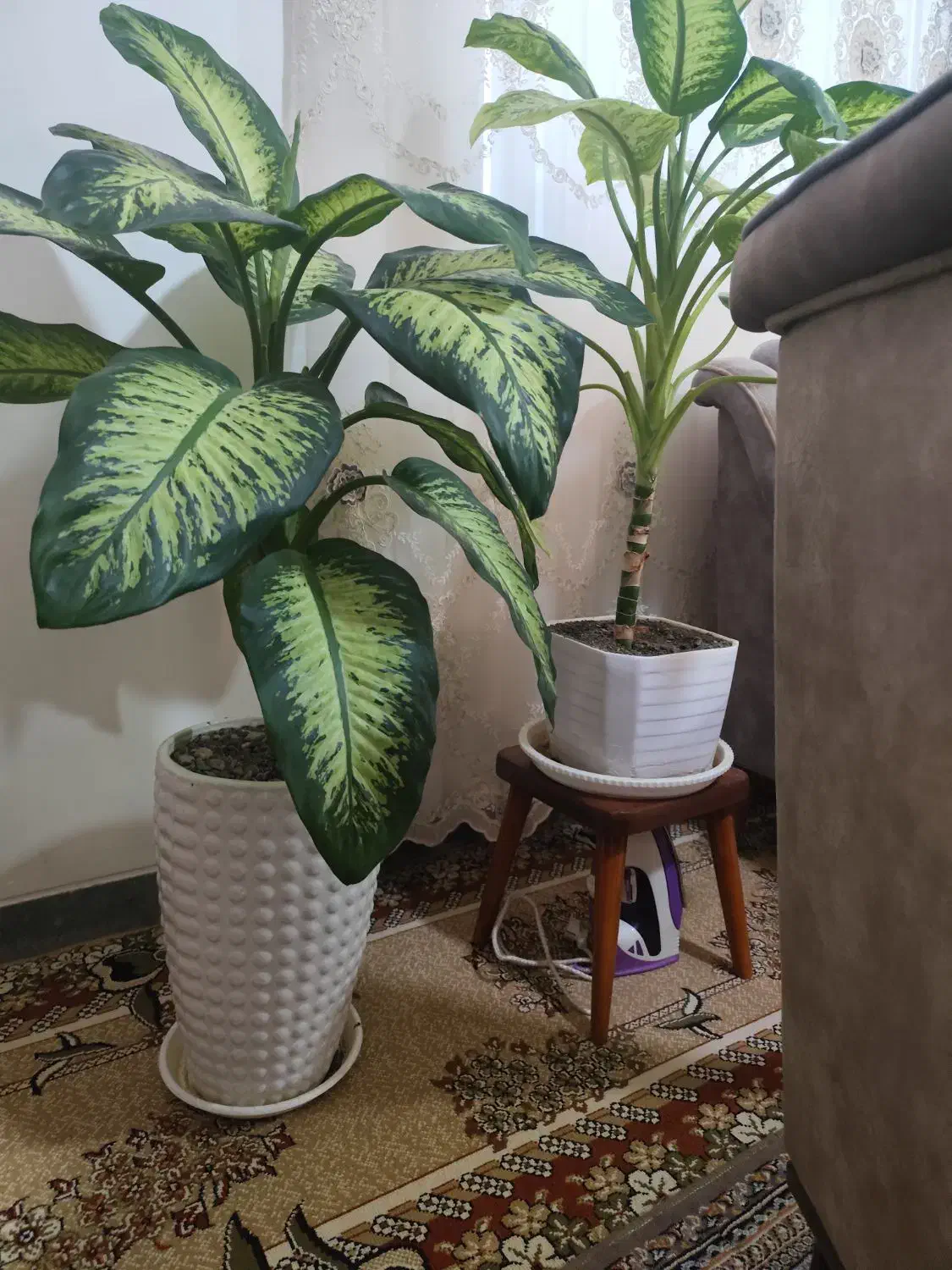 گل دیفن بسیار زیبا و سرحال|گل و گیاه طبیعی|خنداب, |دیوار