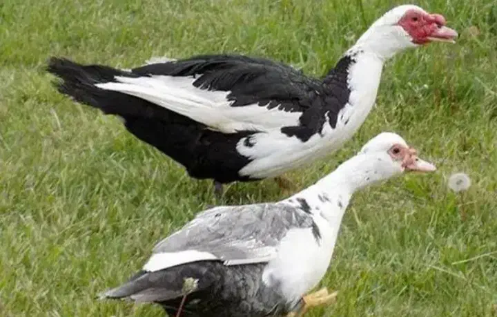 اردک وغاز محلی ارکانیک|حیوانات مزرعه|رضوانشهر, |دیوار