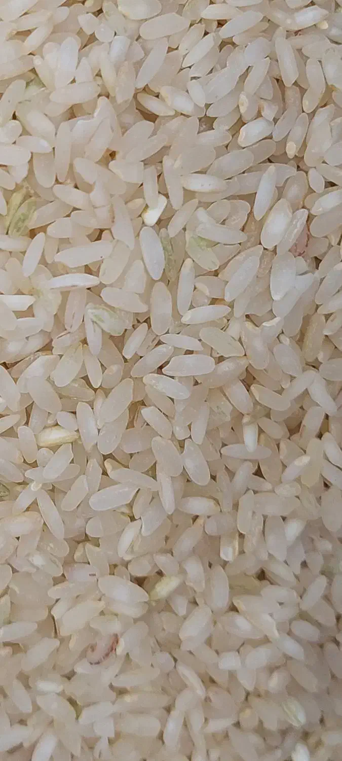 برنج کامفیروزی نو|خوردنی و آشامیدنی|شیراز, شهرک گلها|دیوار