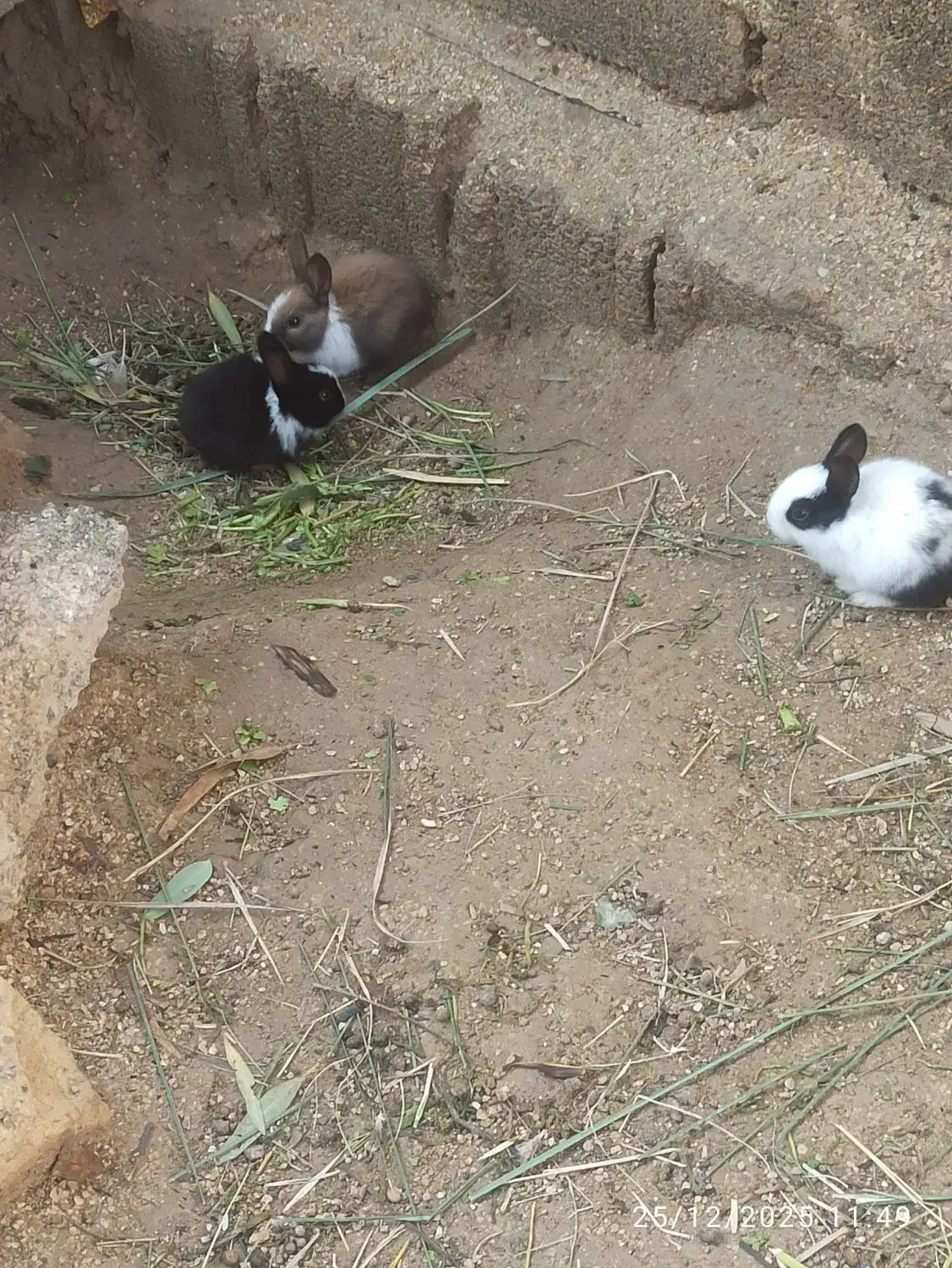 خرگوش|موش و خرگوش|بندر ماهشهر, |دیوار