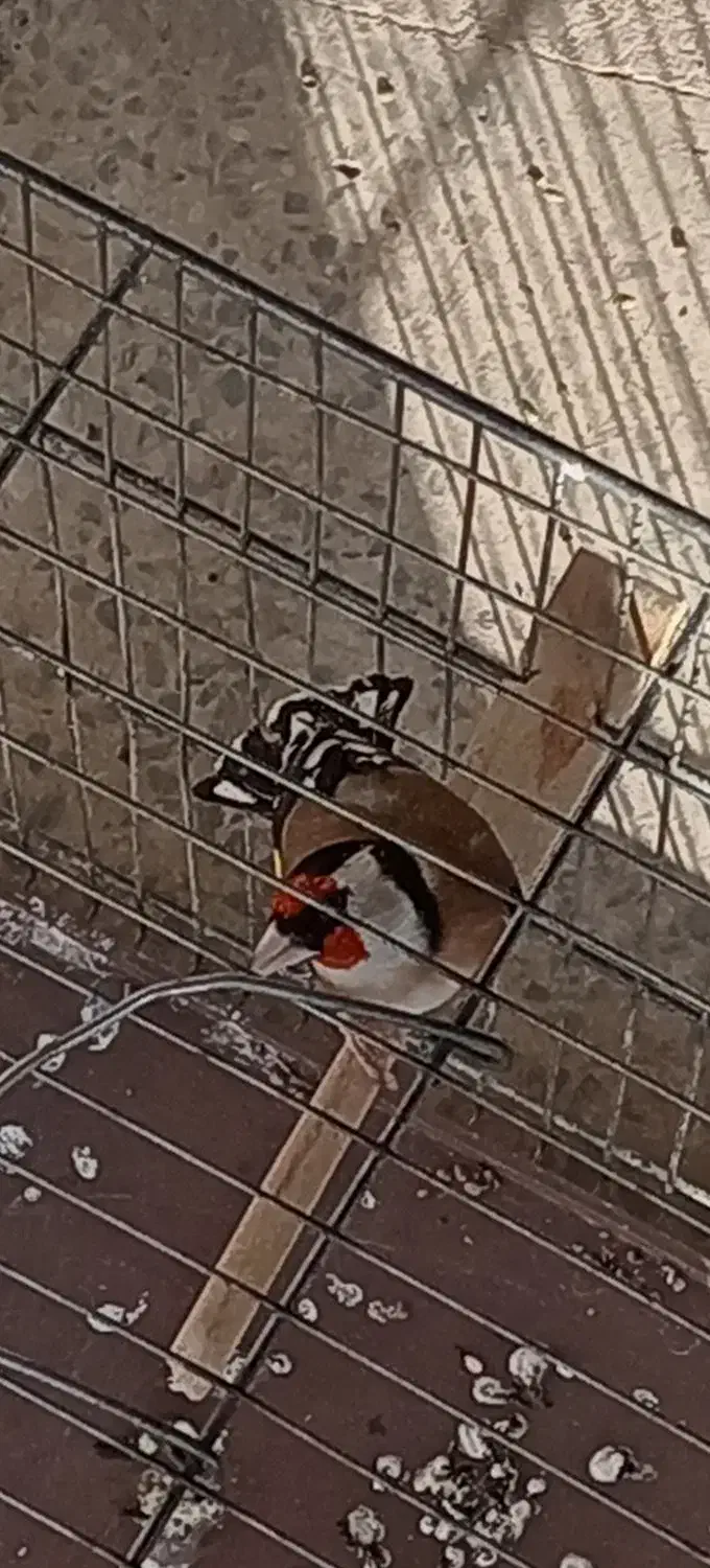 یه عدد سهره نر عالی|پرنده|خمینی‌شهر, |دیوار