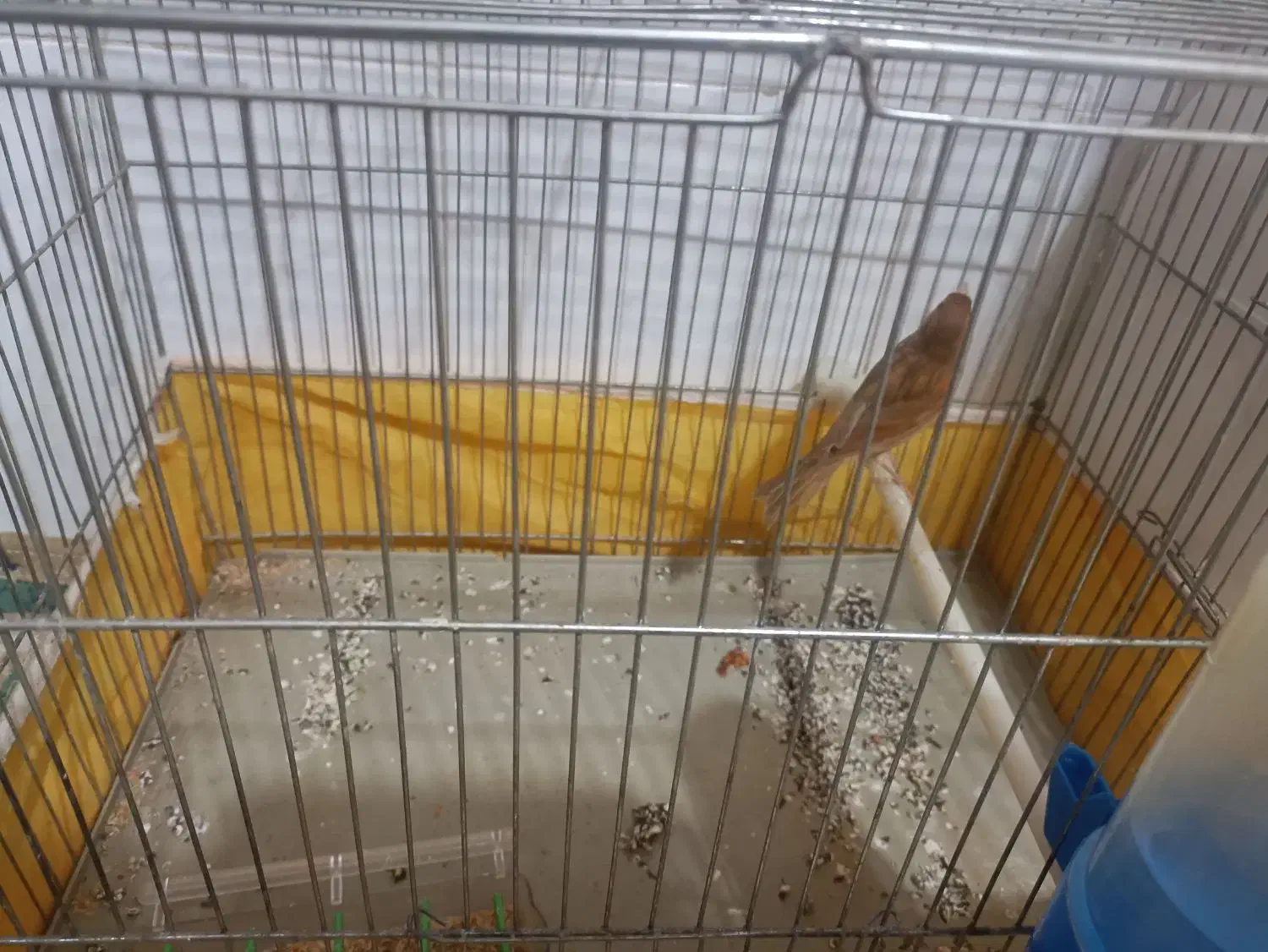 قناری دارچینی نر سرحال و شاداب|پرنده|مبارکه, |دیوار