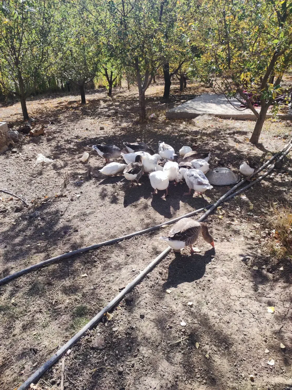 فروش|حیوانات مزرعه|هشترود, |دیوار