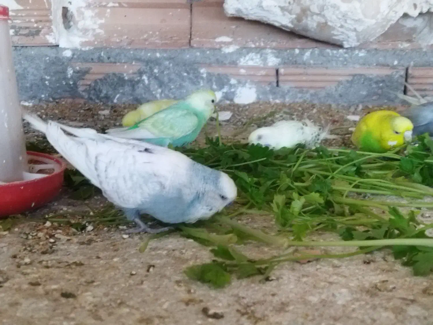 مرغ عشق رینبو..|پرنده|گرگان, |دیوار