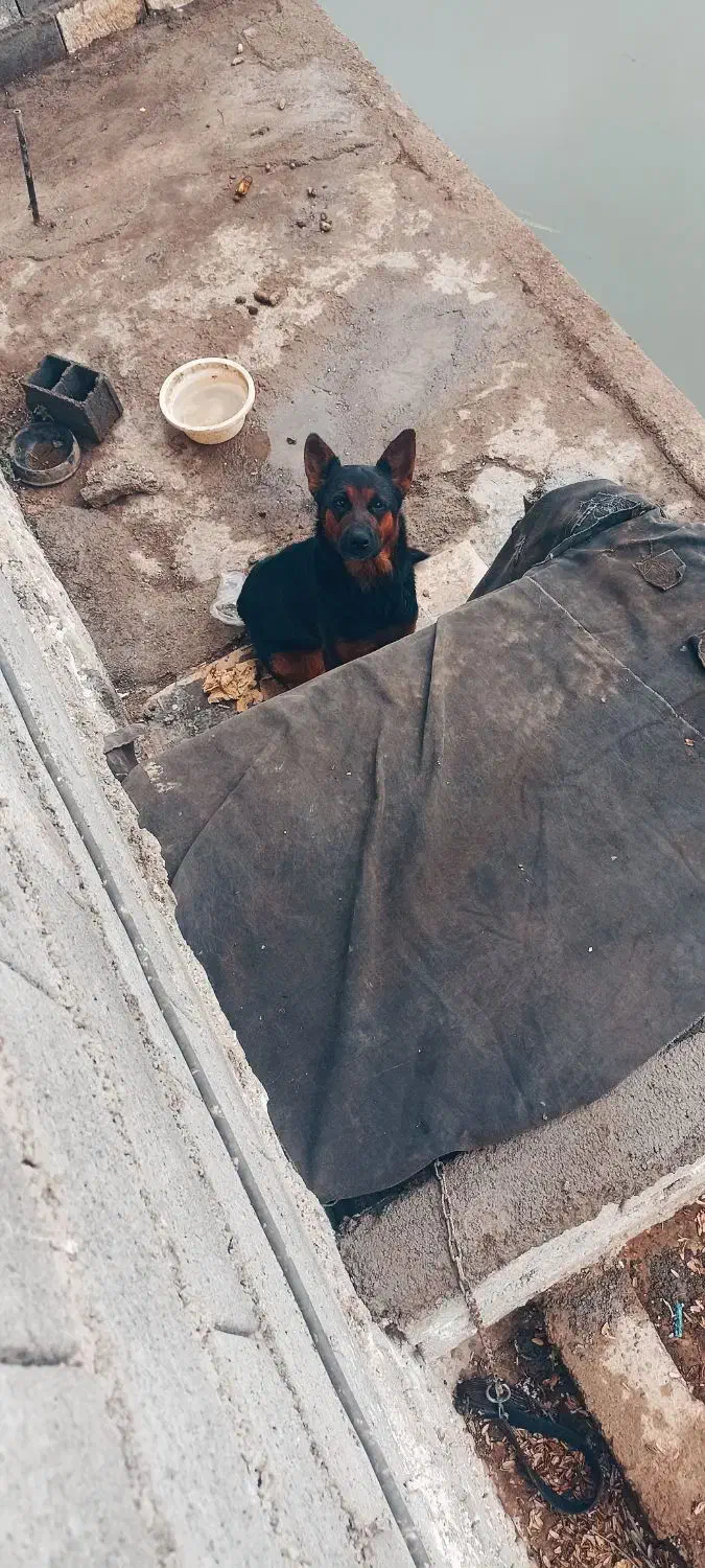 واگذاری فوری سگ ژرمن ماده اصل|سگ|زرگرشهر, |دیوار