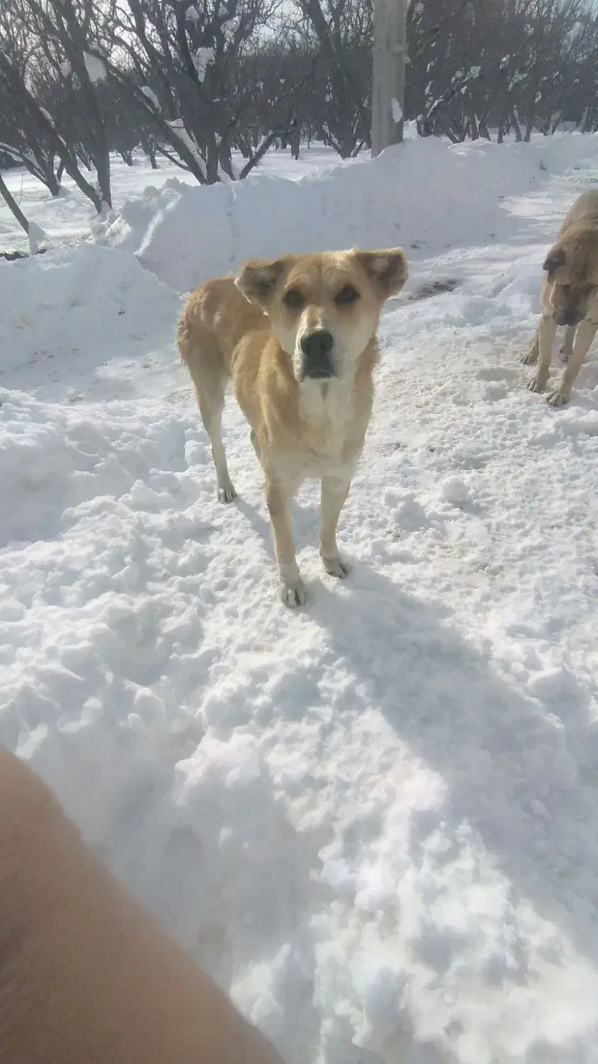 سگ گوسفندی دهن پاک|سگ|لیلان, |دیوار