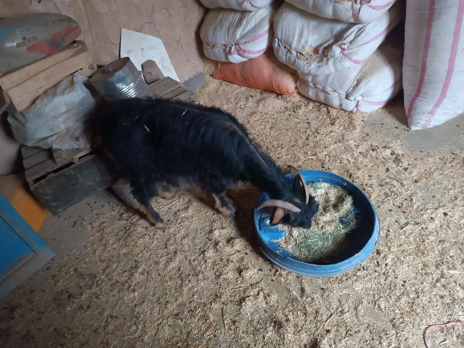 یک راس بز جوان 2ملیون 700،گوسفند،بره|حیوانات مزرعه|جوانرود, |دیوار