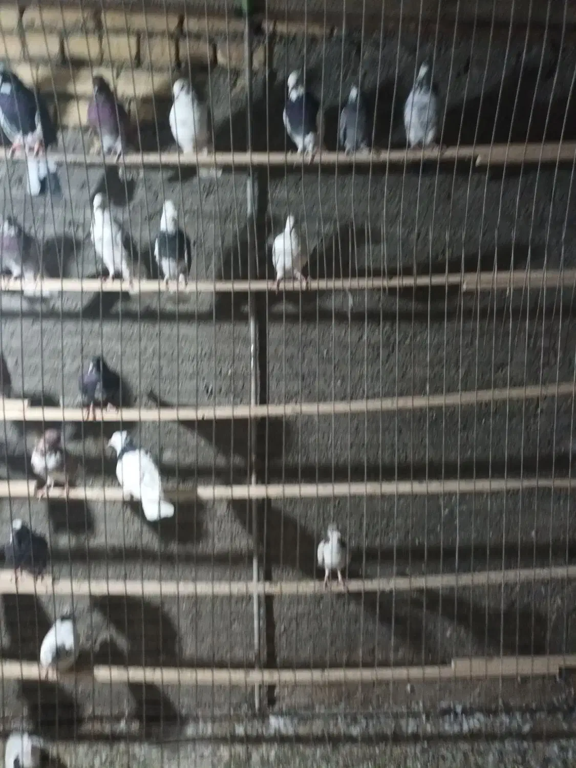 کبوتر همه رنگ|پرنده|پیر بکران, |دیوار