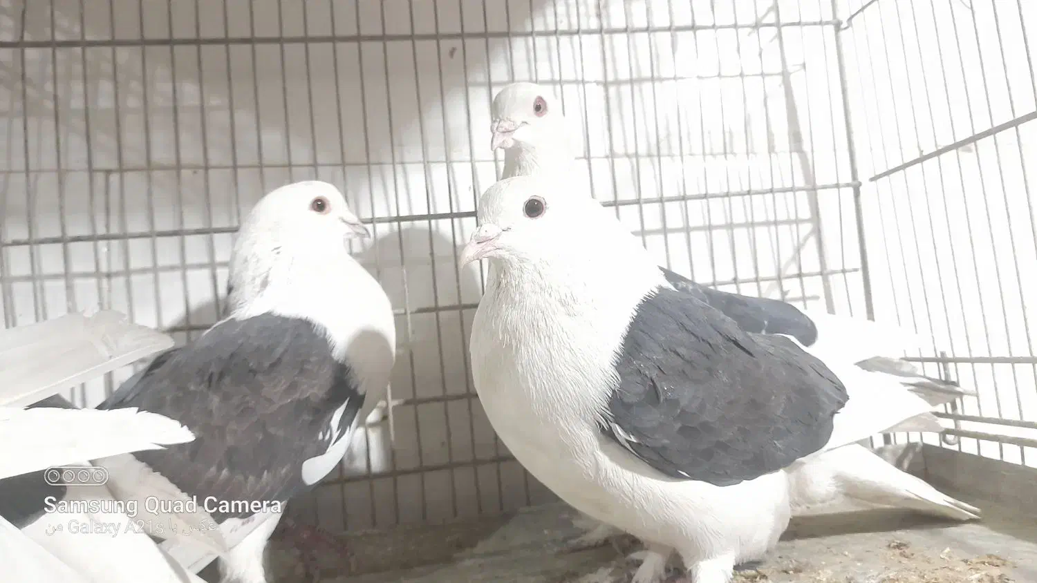 دوکت و انواع کفتر|پرنده|پیر بکران, |دیوار