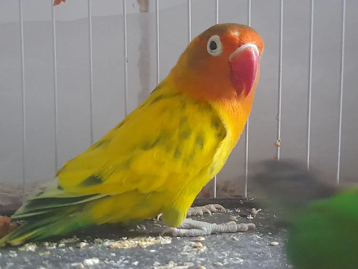 فروشی طوطی برزیلی|پرنده|نظرآباد, نظرآباد|دیوار