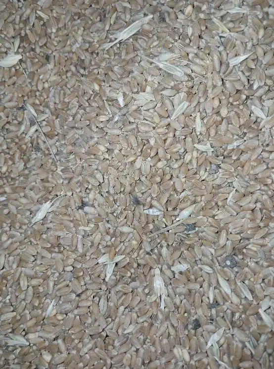 حیوانات گندم بزری|لوازم جانبی حیوانات|بندر ماهشهر, |دیوار