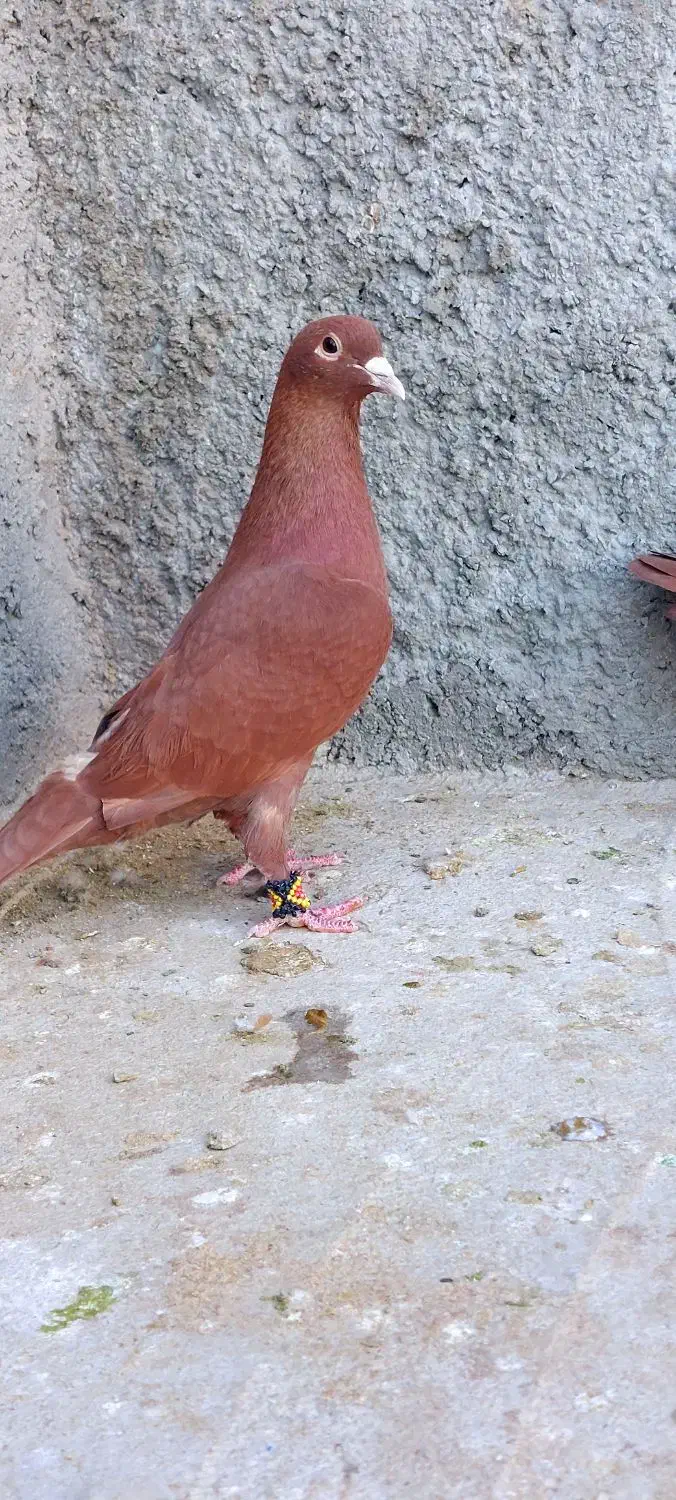 سرخ|پرنده|زاهدان, |دیوار