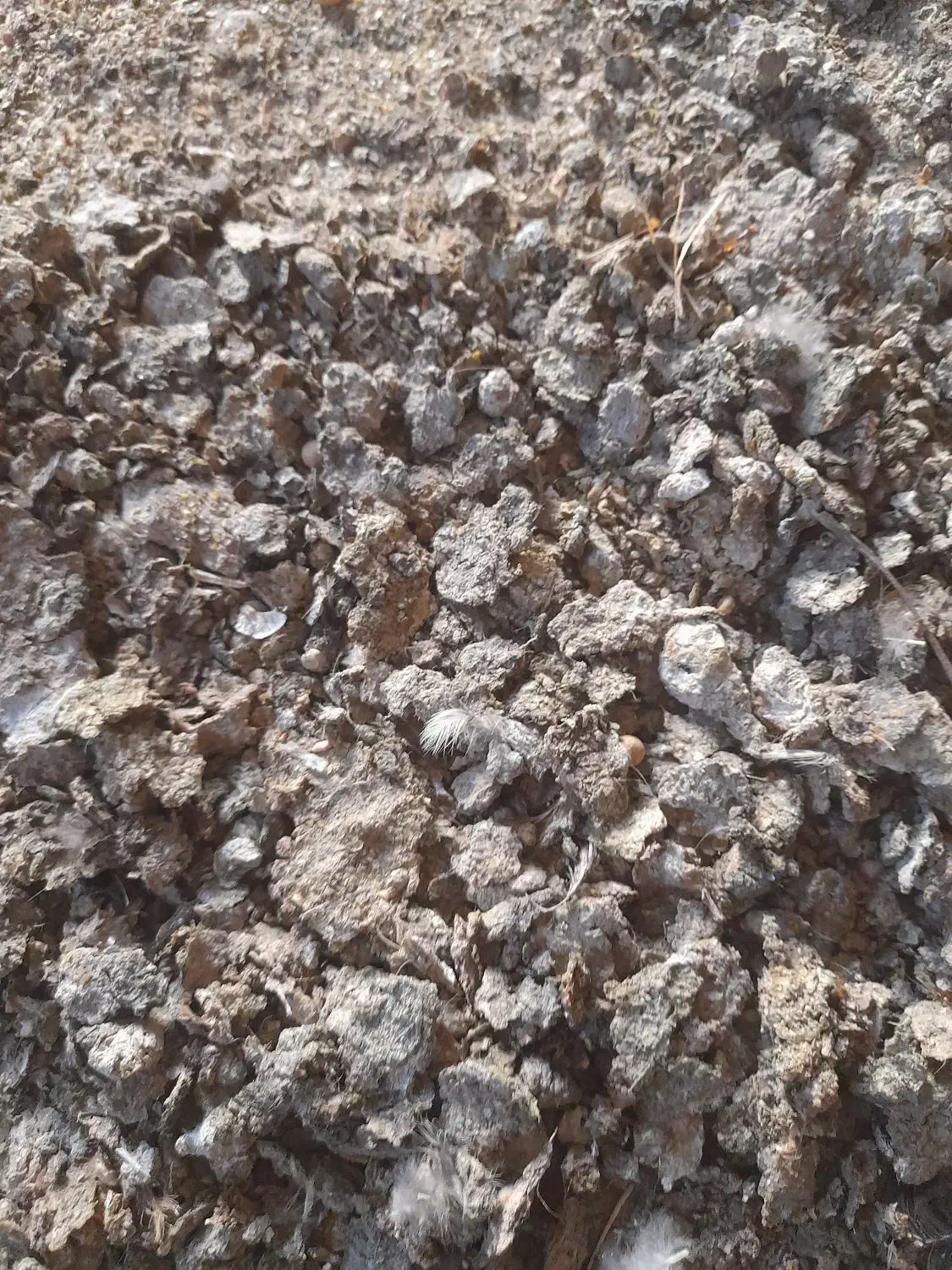 کود زله مرغ گوشتی|خدمات باغبانی و درختکاری|فریدونشهر, |دیوار