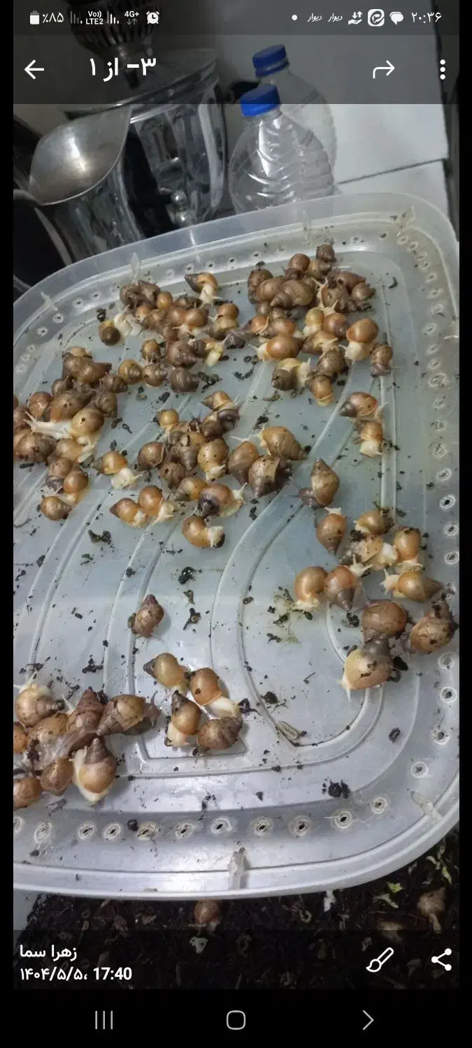 فروش جوجه حلزون|خزنده|همدان, |دیوار