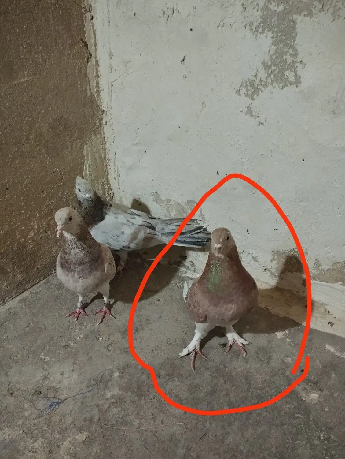 کفتر گم شده|پرنده|شاهینشهر, مورچه خورت|دیوار