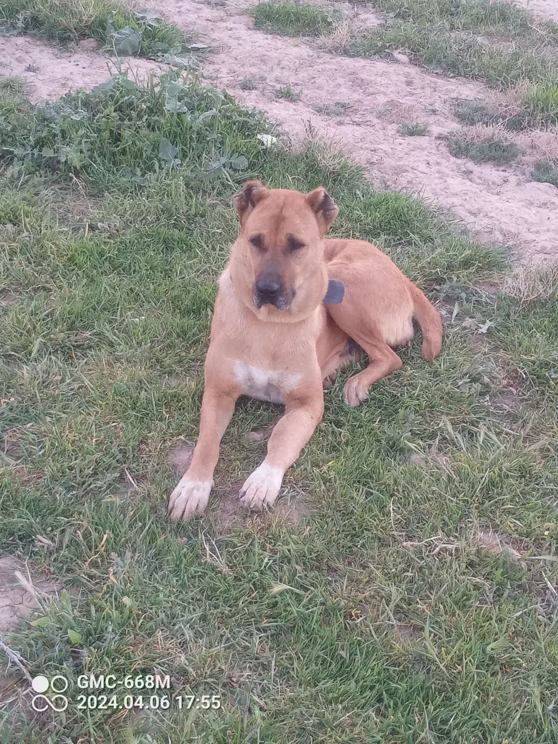 واگذاری ۲قلاده سگ گله|سگ|مشهد, تبادکان|دیوار