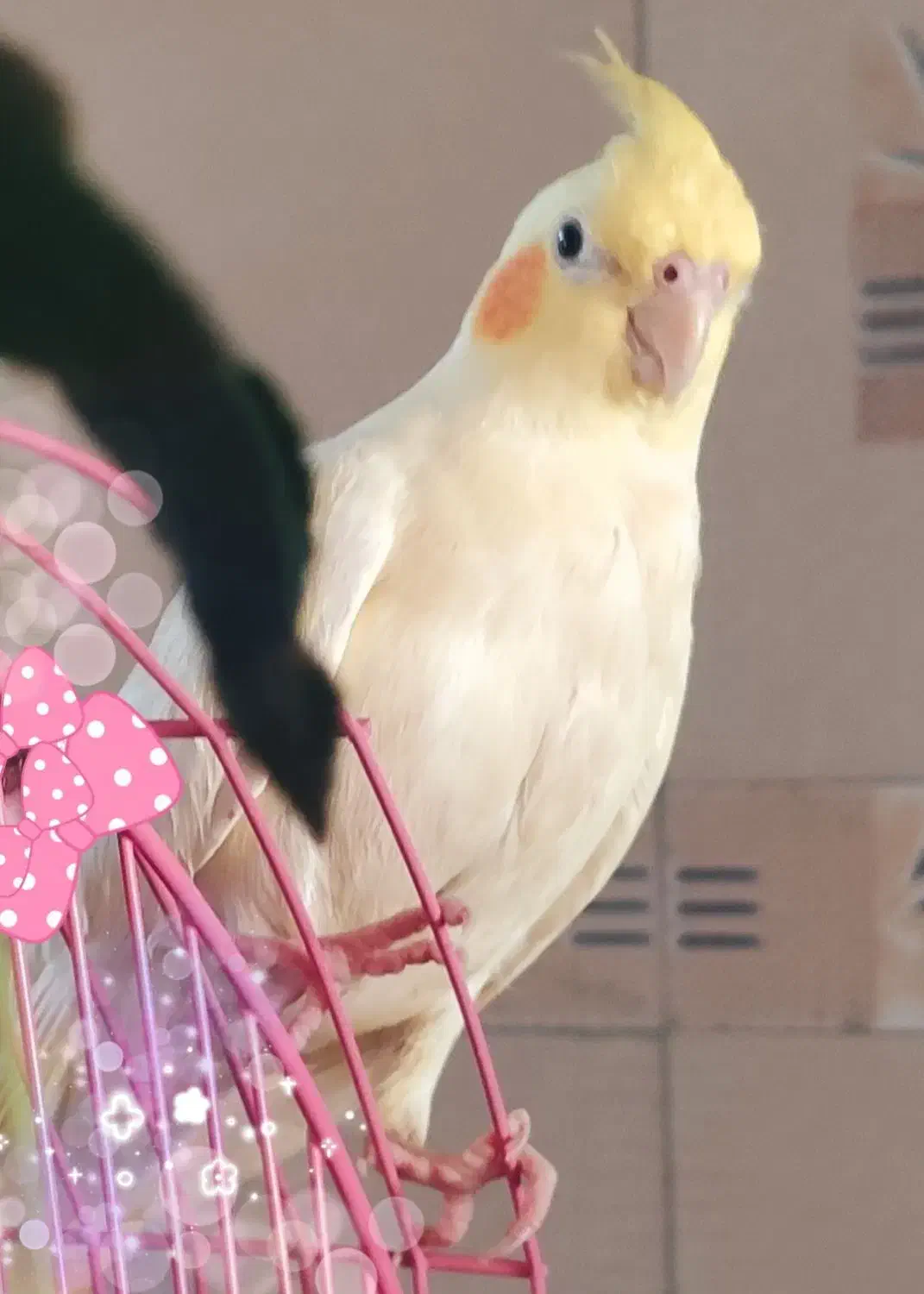 گمشده|حیوانات|همدان, |دیوار