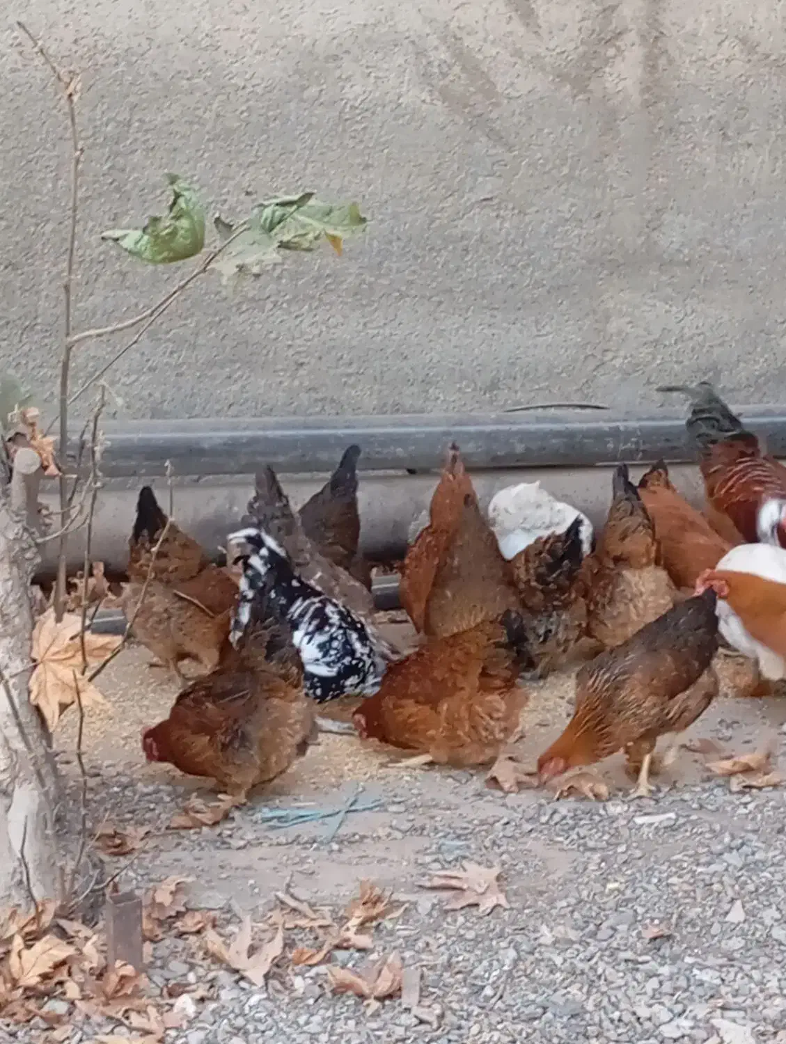 سلام چندونه مورغ وخروس فروشی|حیوانات مزرعه|شاهرود, |دیوار