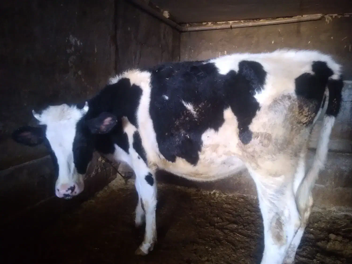 دو عدد گوساله هلشتاین نر و ماده|حیوانات مزرعه|کوهدشت, |دیوار