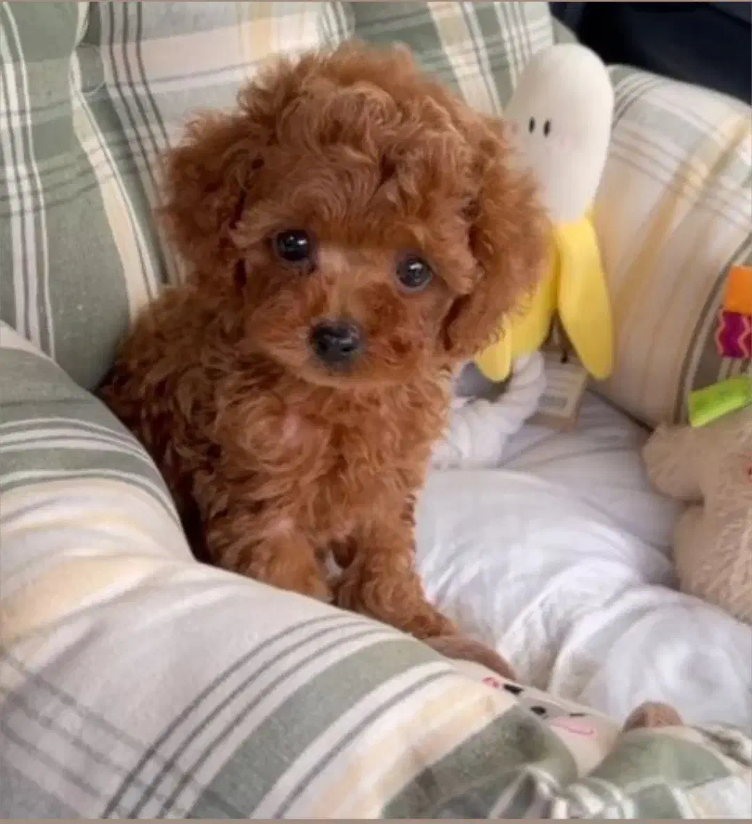 سگ توی پودل|سگ|تهران, آسمان|دیوار