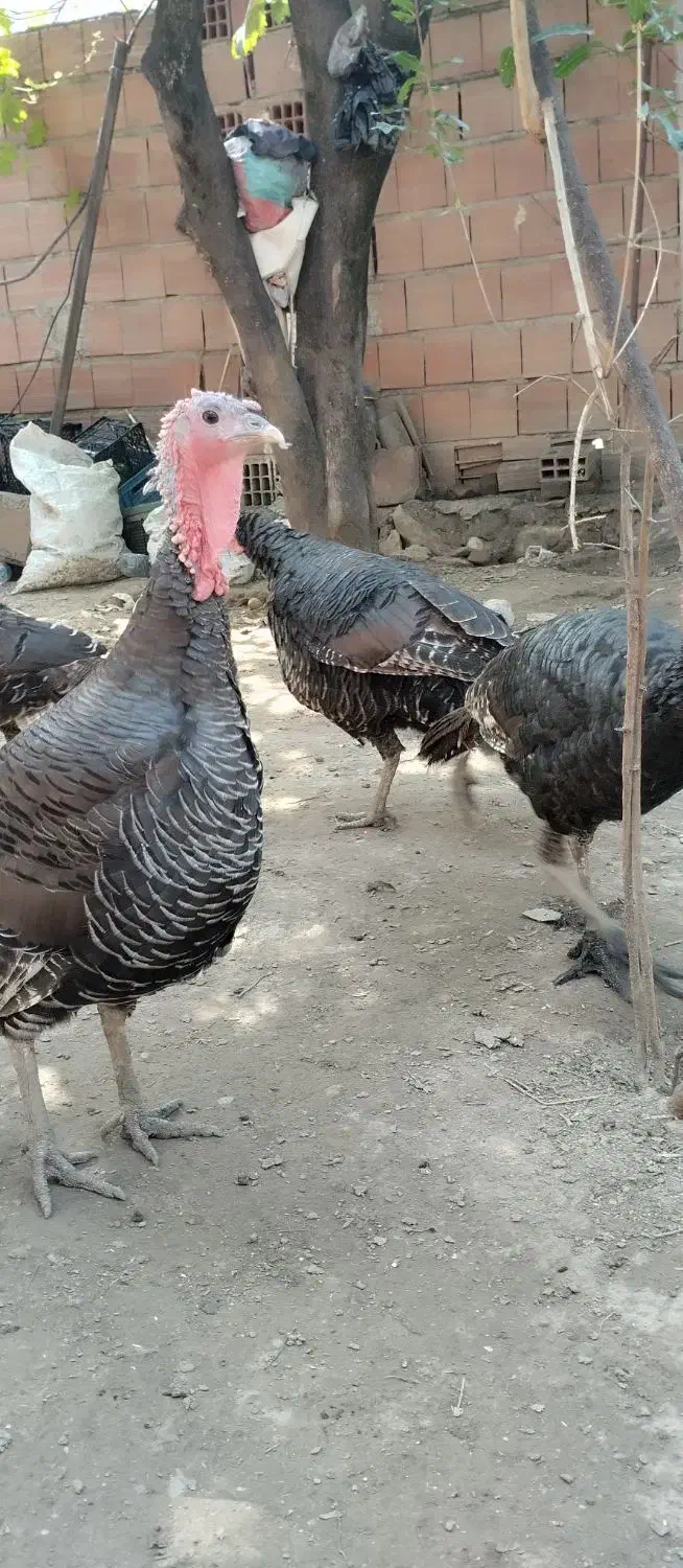 فروش بوقلمون|حیوانات مزرعه|گلوگاه, |دیوار