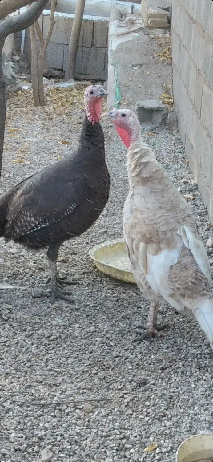 بوقلمون روانسر|حیوانات مزرعه|روانسر, |دیوار