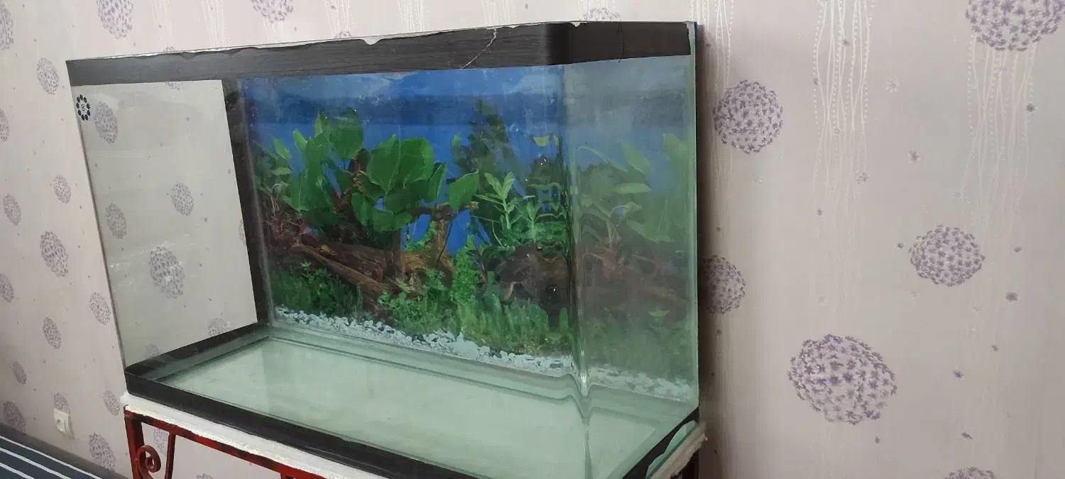 آکواریوم شیشه خم|ماهی|فولادشهر, B5|دیوار