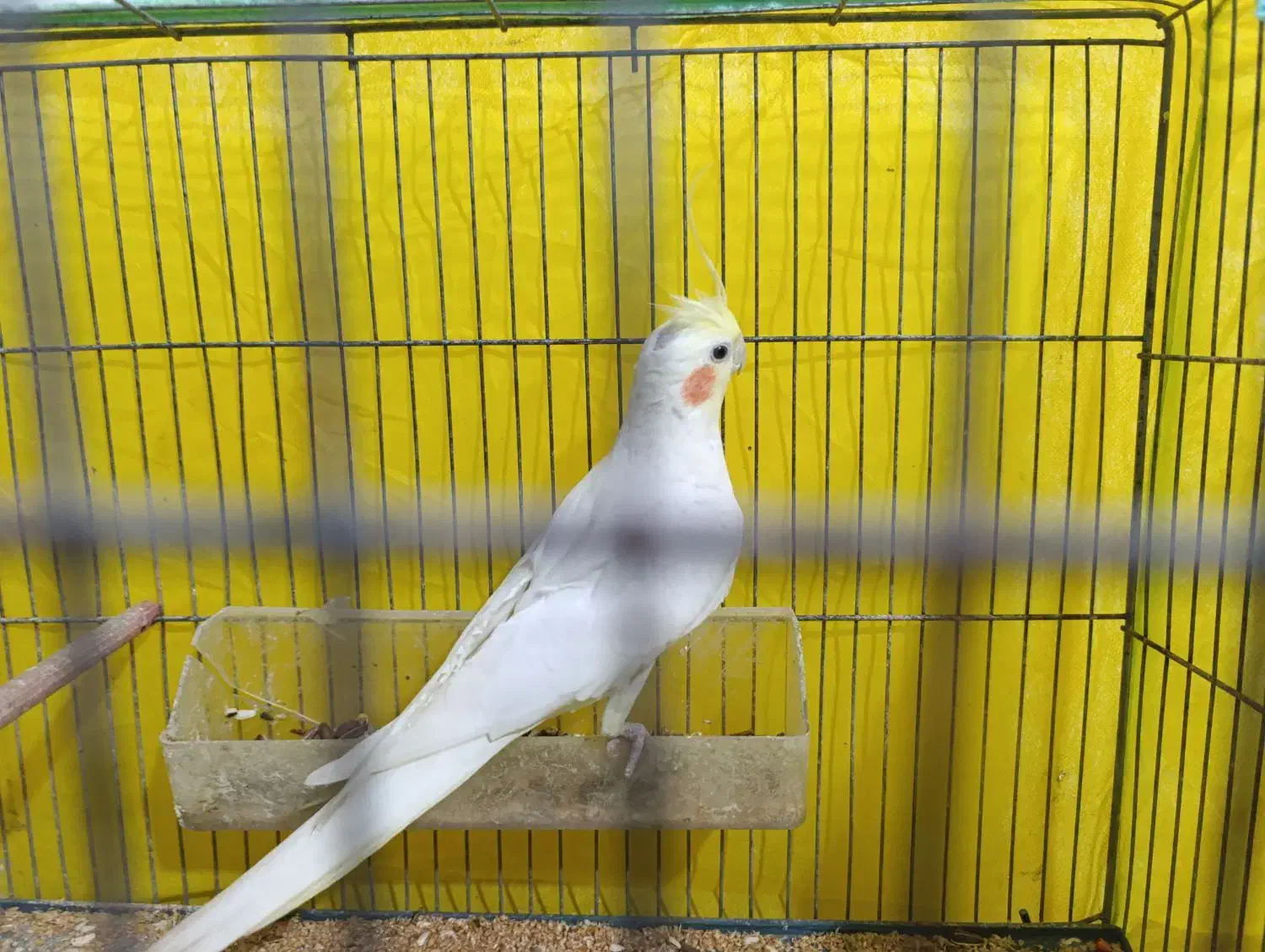 عروس هلندی ماده کار داده|پرنده|اردبیل, |دیوار