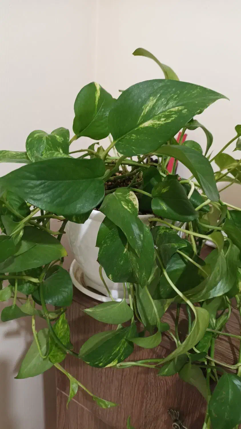 ۵ عدد گلدان نو  جنس پلاستیک سفید براق|گل و گیاه طبیعی|تهران, تهرانسر شرقی|دیوار