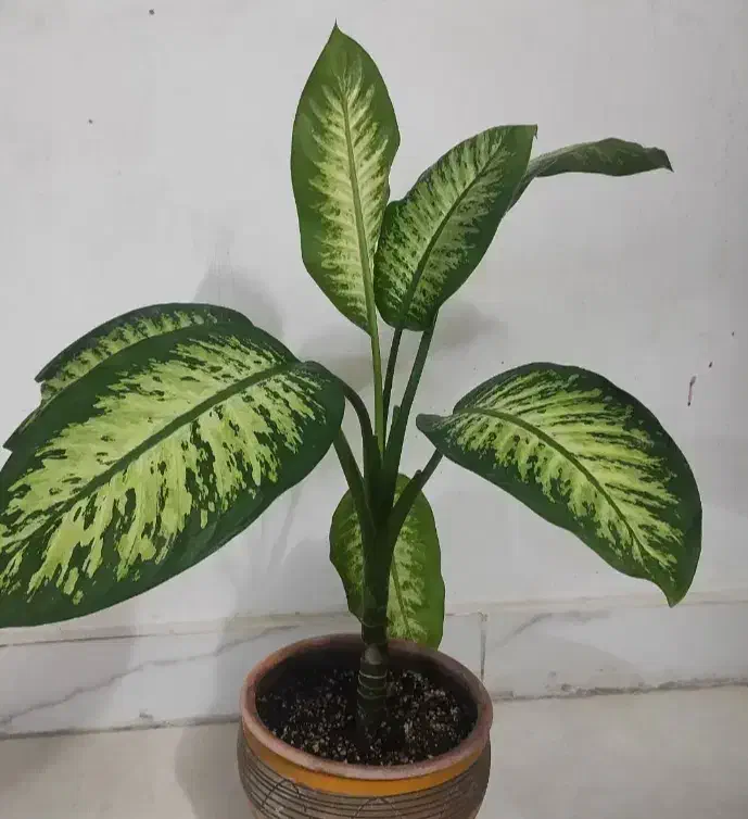 وسایل خانه|خردکن، آسیاب، غذاساز|نیشابور, گنبد سبز|دیوار