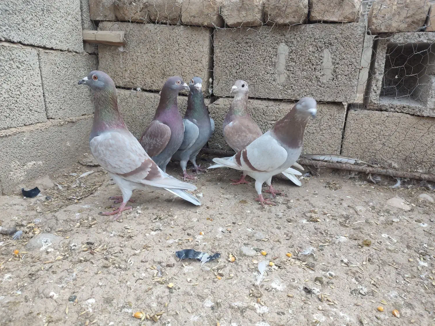 رخ کبوتر گویایه همه چی هست|پرنده|گنبد کاووس, |دیوار