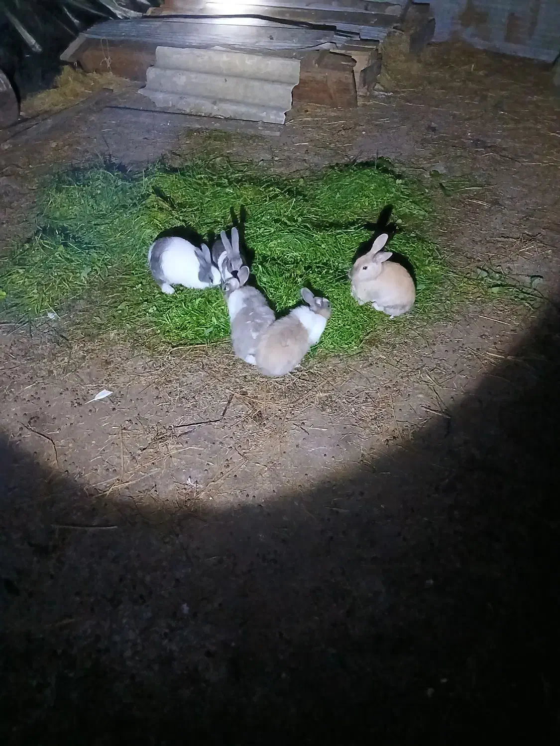 شیش عدد خرگوش بالغ|موش و خرگوش|رضوانشهر, |دیوار