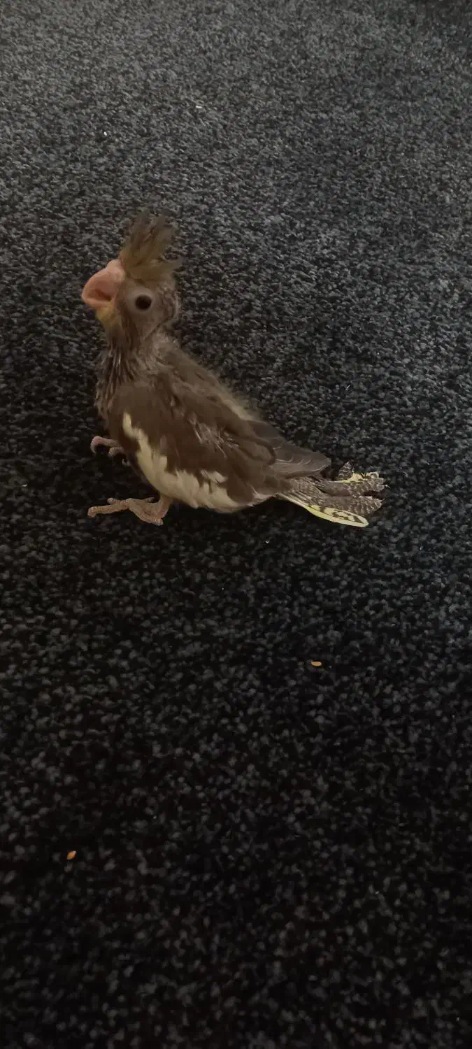 طوطی عروس|پرنده|چمران, |دیوار