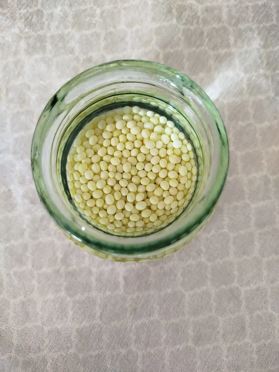 حلزون آچاتینا مولد|خزنده|تبریز, |دیوار