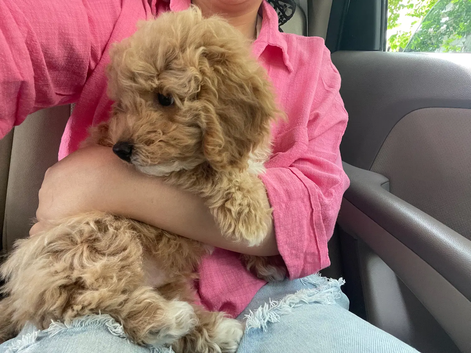 toy poodle|سگ|تهران, مهران|دیوار