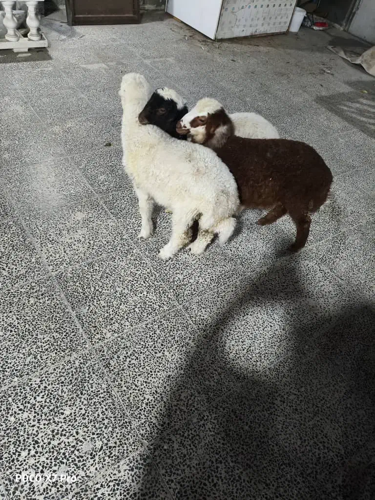 بره نر سرحال وآشتی|حیوانات مزرعه|بندرعباس, |دیوار