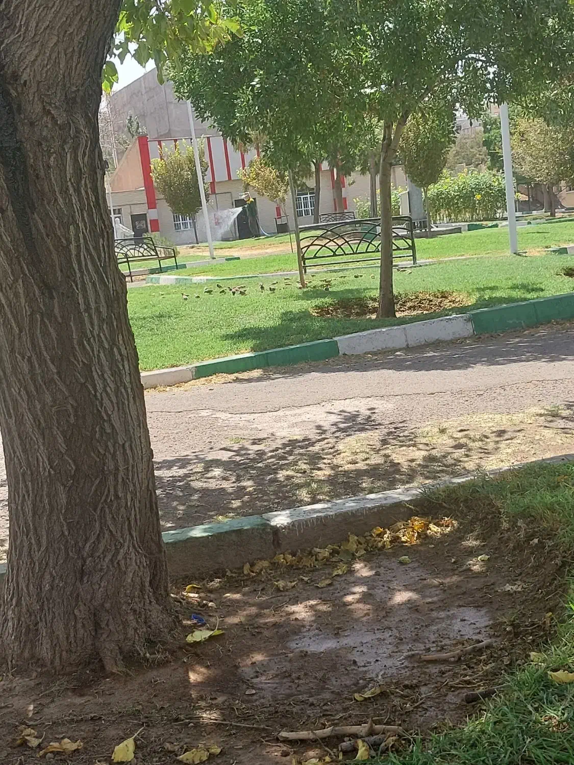 سمپاشی وحرص درخت باغچه وحیاط همشهریان عزیز|خدمات باغبانی و درختکاری|تبریز, |دیوار