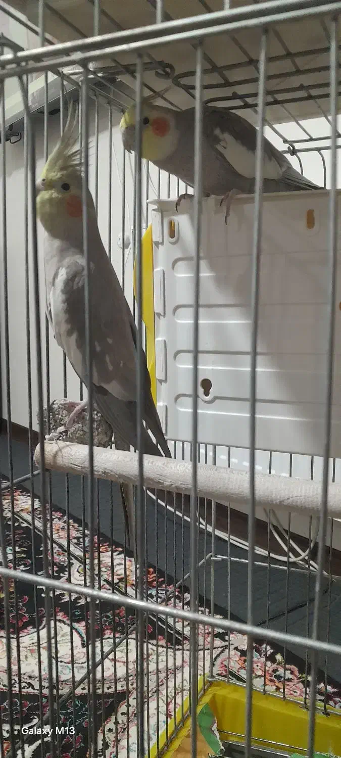 یک جفت عروس هلندی سخنگو|پرنده|بهار, |دیوار