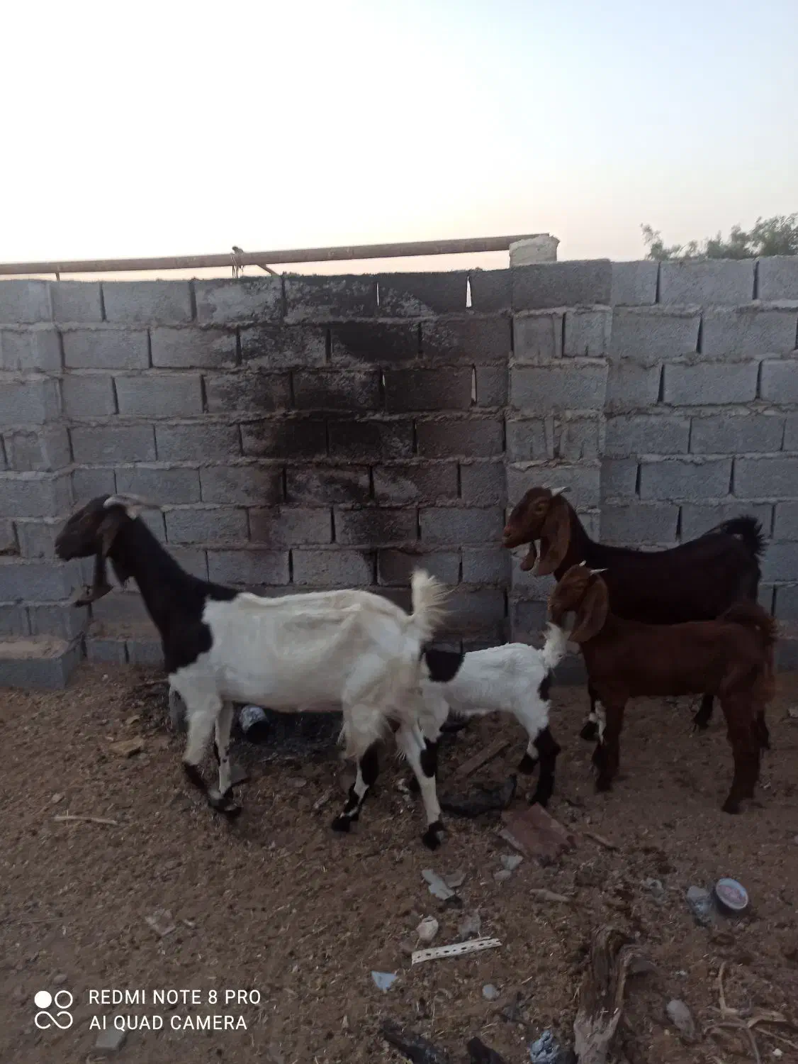 بز مطفل|حیوانات مزرعه|خرمشهر, |دیوار