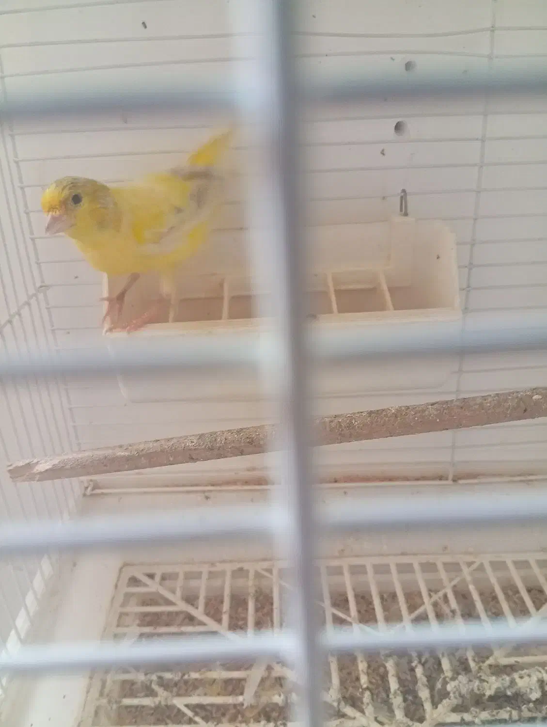 قناری نر بخون|پرنده|قدس, شهر‌قدس|دیوار