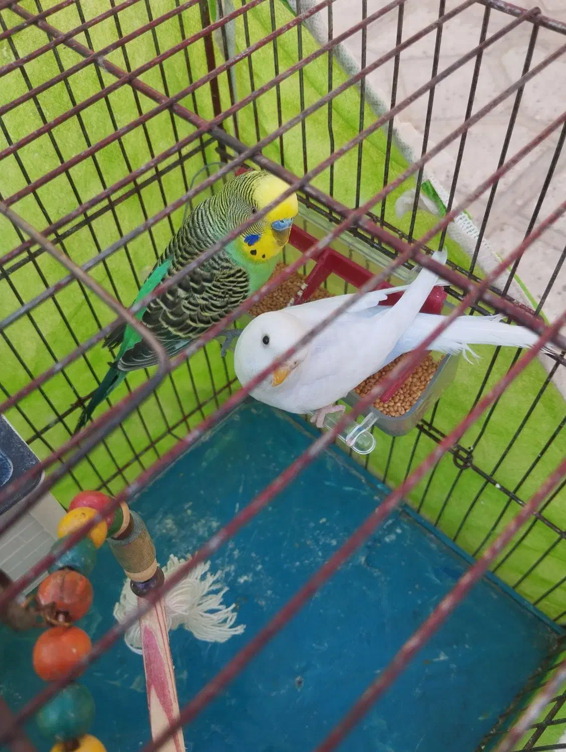 مرغ عشق|پرنده|بجنورد, |دیوار