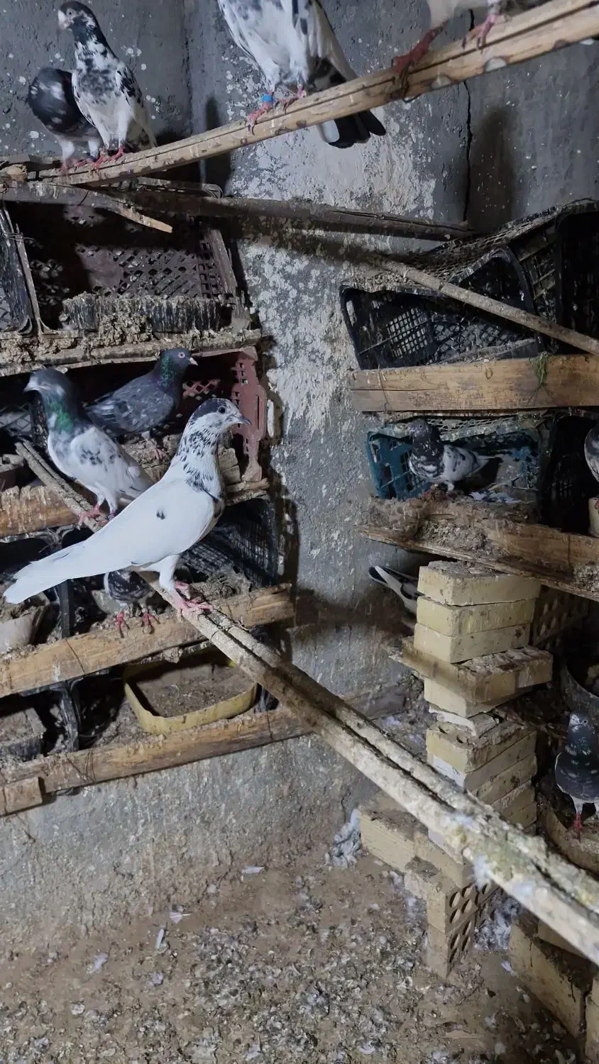 فروش فوری تعداد کفتر پرشی|پرنده|شمیل, |دیوار