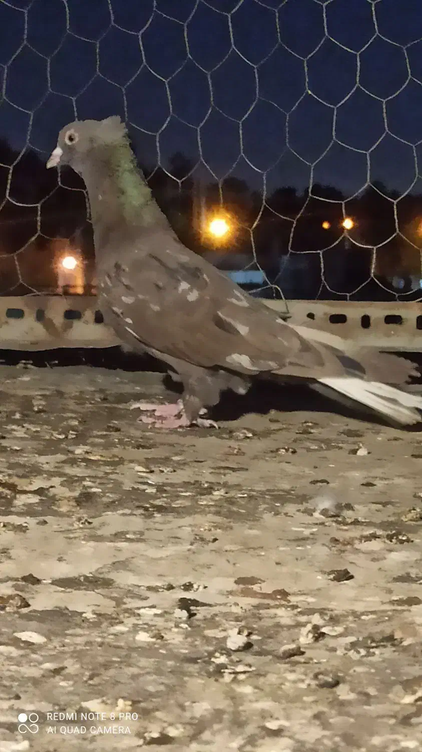 کبوتر|پرنده|شیراز, کوشک میدان|دیوار