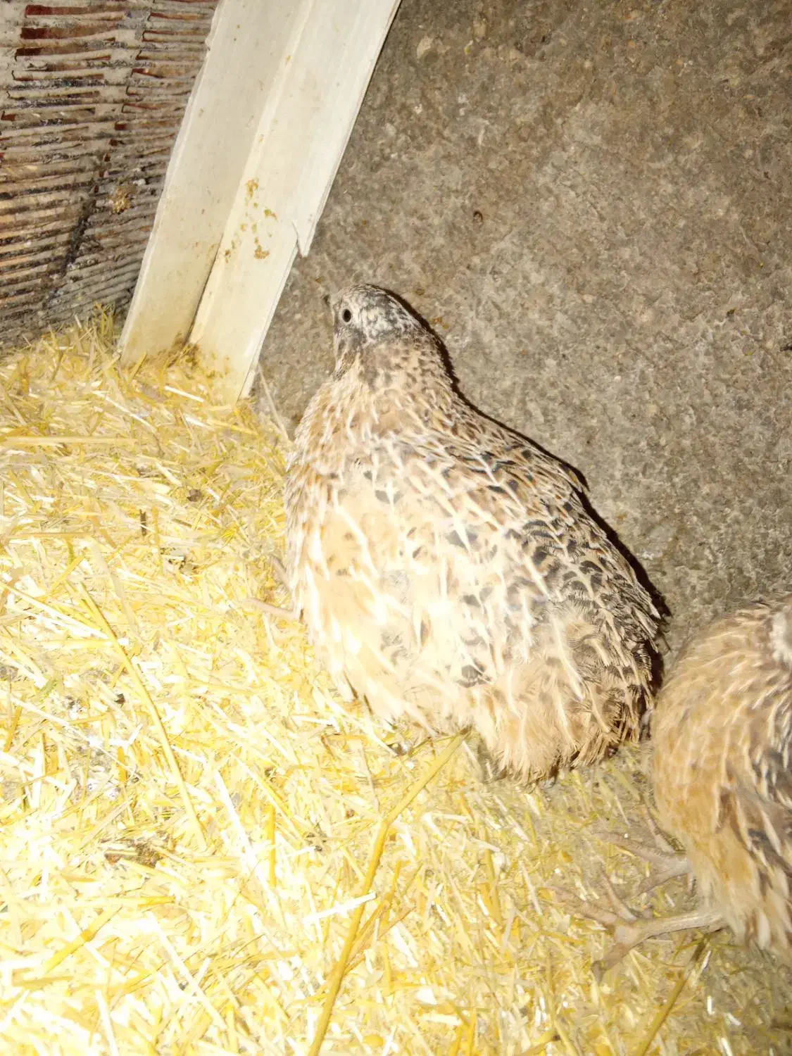 جوجه مرغ و خروس. بلدرچین خروس لاری|حیوانات مزرعه|خرمآباد, |دیوار