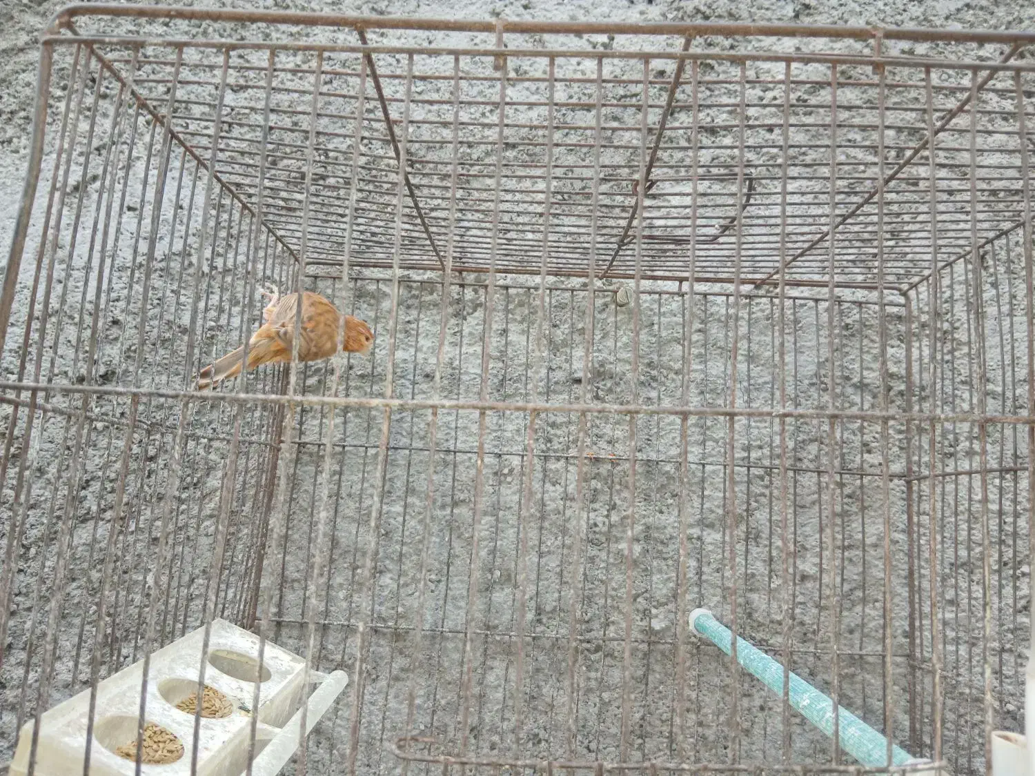 فروش قناری نر. و مرغ عشق جفت با جوجه.|پرنده|فسا, |دیوار