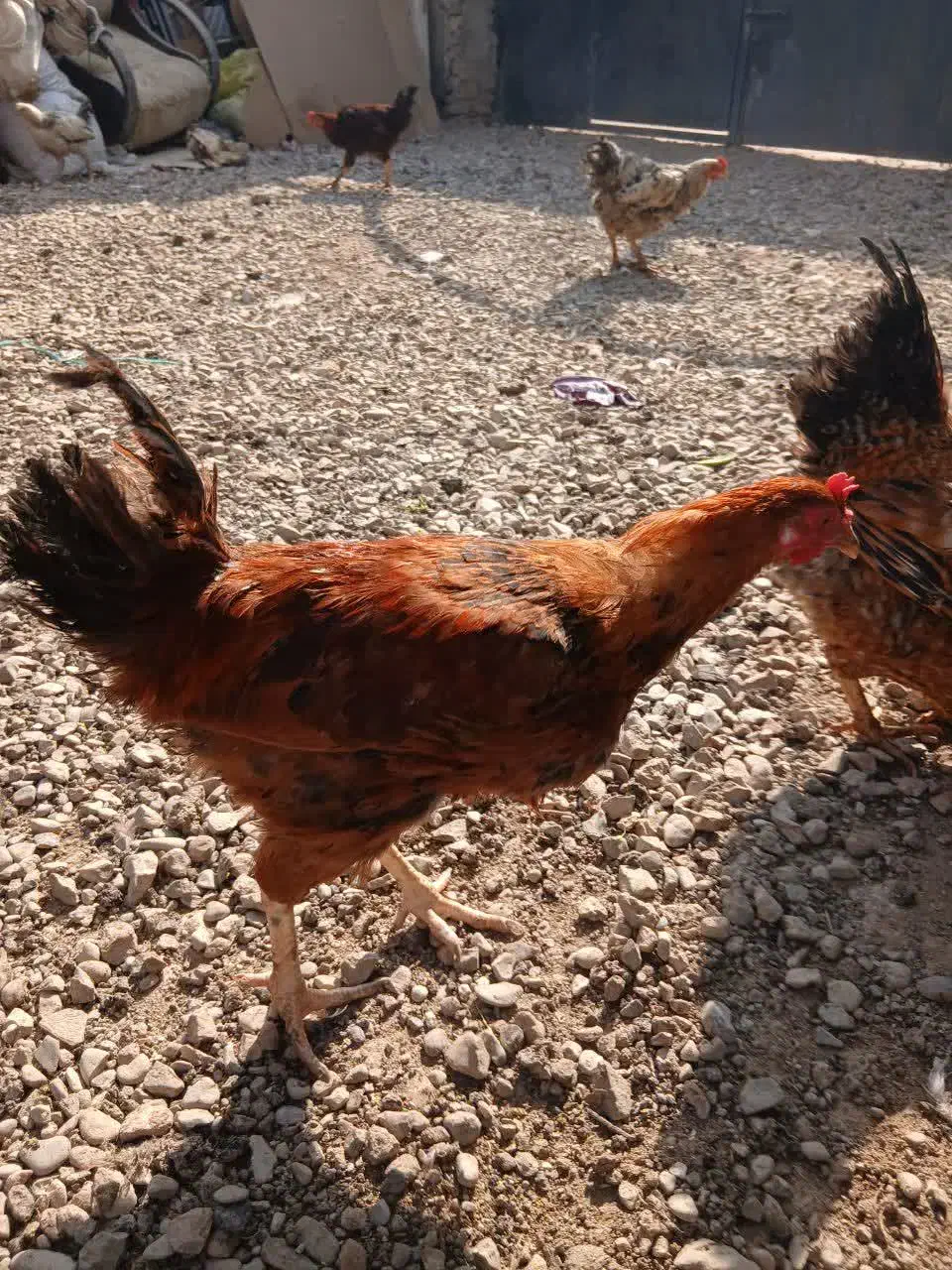فروش مرغ وخروس گلپایگان|حیوانات مزرعه|پاکدشت, پاکدشت (مامازند)|دیوار