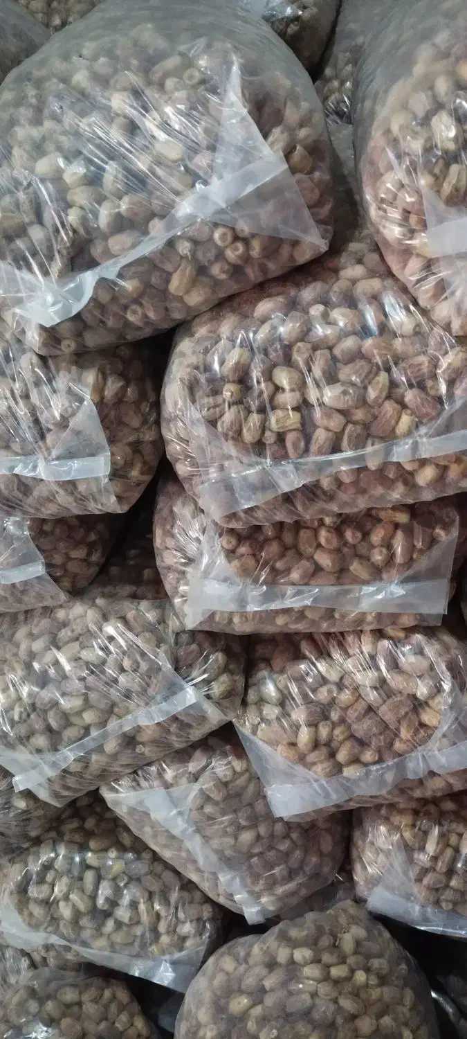 خرمای زاهدی به قیمت عمده|عمدهفروشی|هامون, |دیوار