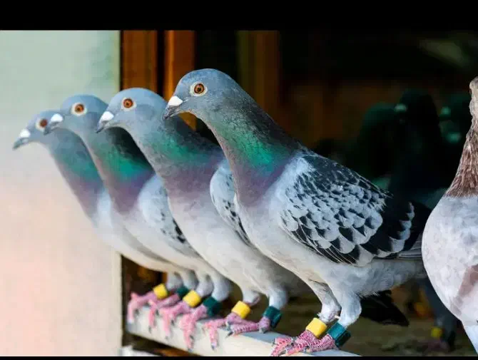 کفتر|پرنده|ارزوئیه, |دیوار