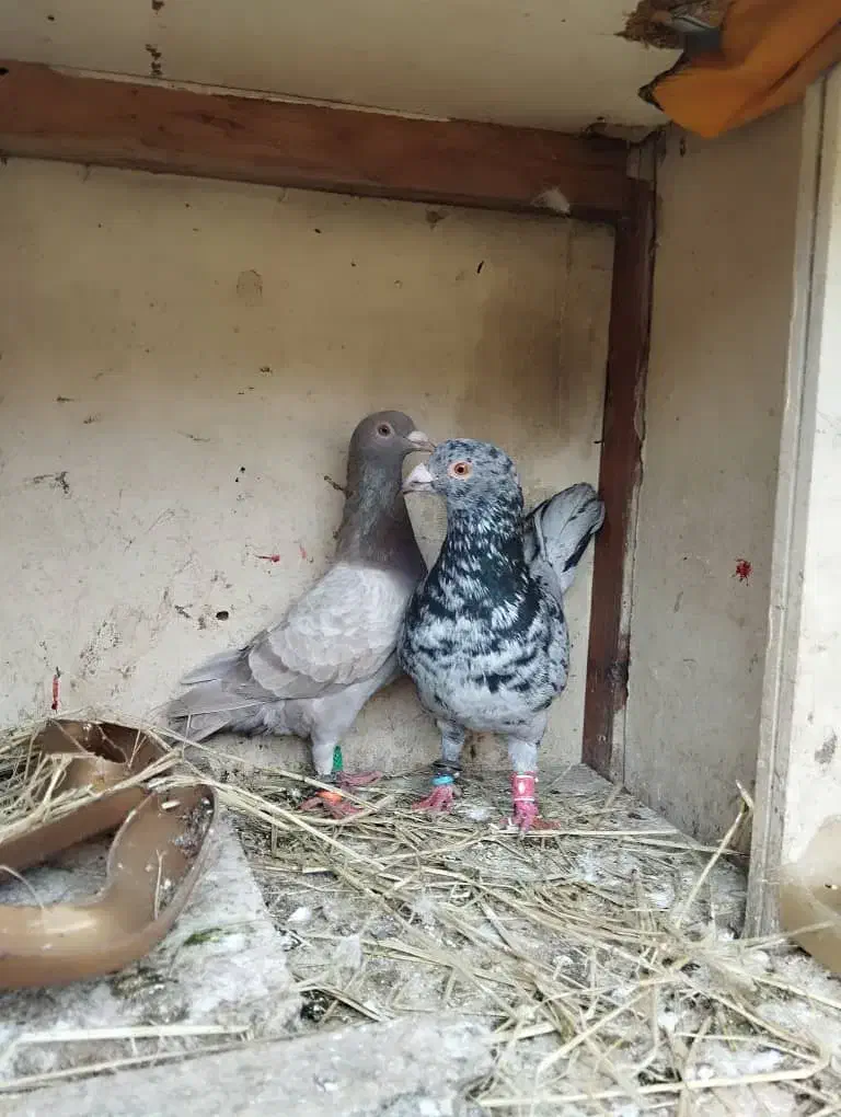 کبوتر|پرنده|رشت, توشیبا|دیوار